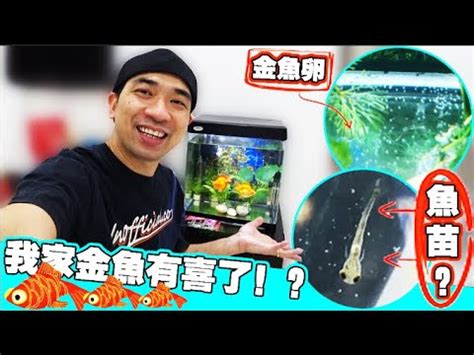 金魚懷孕怎麼看|如何分辨金魚是否懷孕，金魚怎麼繁殖精選